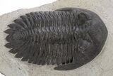 Detailed Hollardops Trilobite - Ofaten, Morocco #221034-2